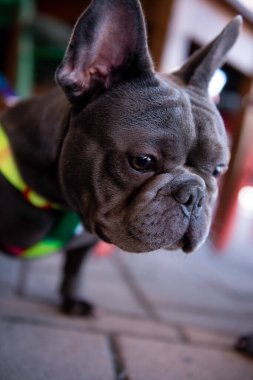 Küçük bir kafede köpeğini seven ve öpen bir kız.