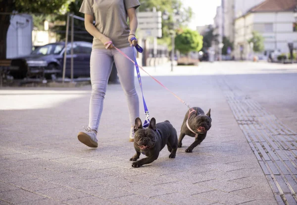 Kız dışarıda köpekleri gezdiriyor.