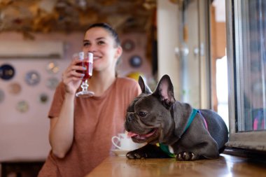 Mavi Fransız Bulldog 'uyla sıcak, evcil hayvan dostu bir kafede kahve içerken boş zamanlarını değerlendiren güzel bir kız.