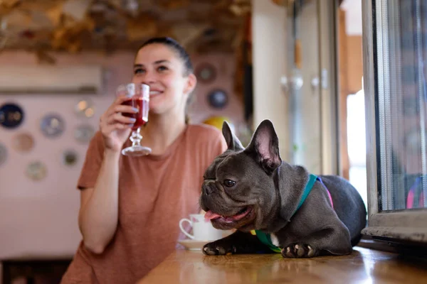 Mavi Fransız Bulldog 'uyla sıcak, evcil hayvan dostu bir kafede kahve içerken boş zamanlarını değerlendiren güzel bir kız.