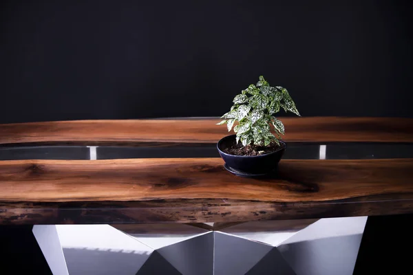 高級手作りエポキシ樹脂テーブルの上の緑の植物 — ストック写真
