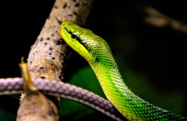 Büyük Piton, bir orman yılanı..