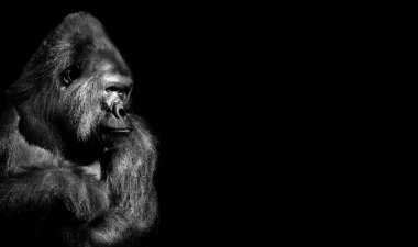 Yetişkin goril, arka plan ve doku