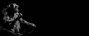 Yetişkin goril, arka plan ve doku