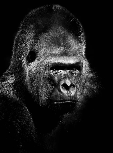 Gorila Dewasa Latar Belakang Dan Tekstur — Stok Foto