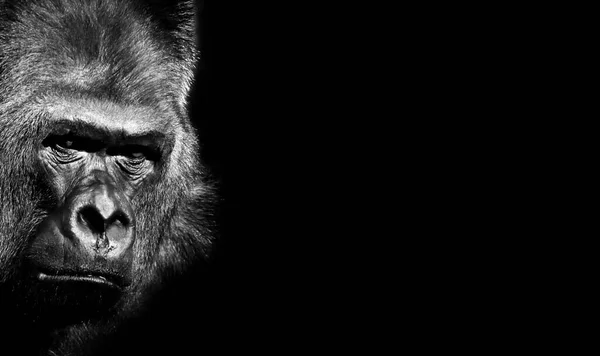 Erwachsener Gorilla Hintergrund Und Textur — Stockfoto