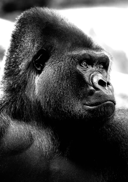 Gorille Adulte Fond Texture — Photo