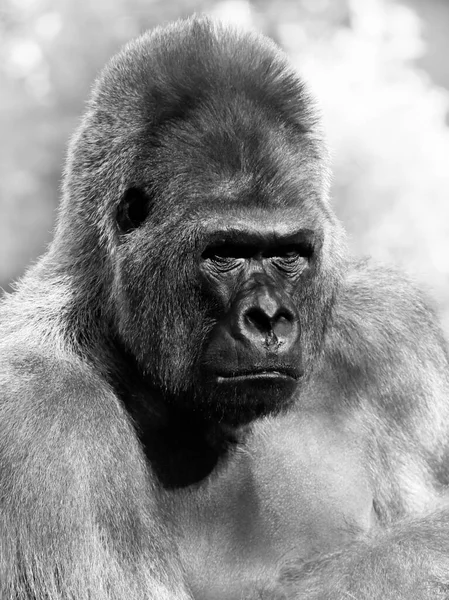 Erwachsener Gorilla Hintergrund Und Textur — Stockfoto