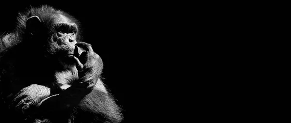 Gorila Adulto Fondo Textura — Foto de Stock