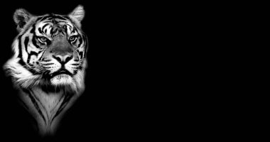 Erkek kaplan, arka plan ve doku