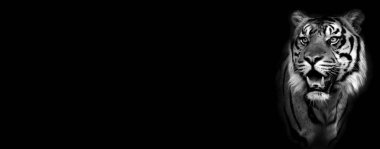 Erkek kaplan, arka plan ve doku