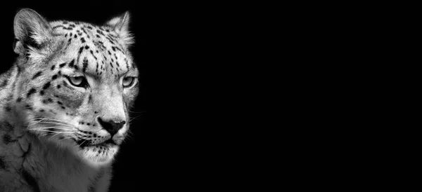 Mužský Gepard Pozadí Textura — Stock fotografie