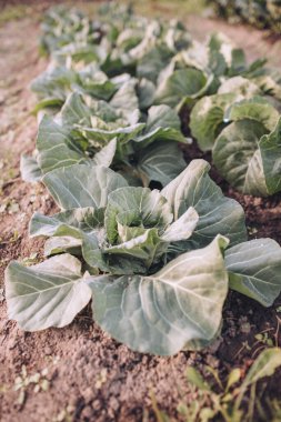 Growing cabbage in the garden. Agriculture. The cultivation of vegetables.