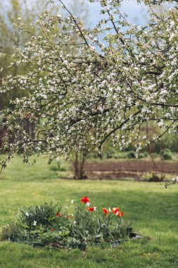 Blooming garden in spring, blooming tree brunch in backyard