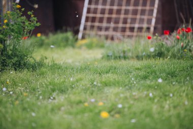 Backyard in spring, green lawn with white petals flying around, abstract