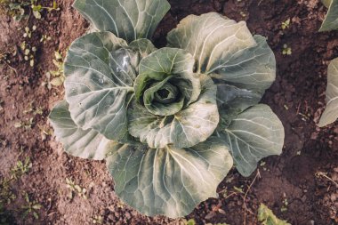 Growing cabbage in the garden. Agriculture. The cultivation of vegetables.