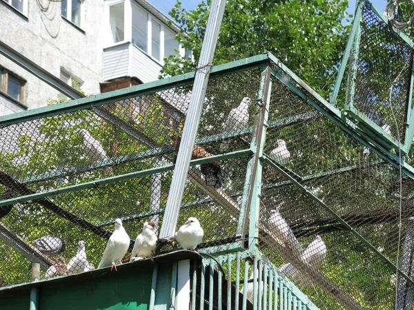 White Doves Sit Dovecot Summer Day — Stock Photo, Image