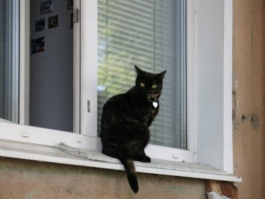 Boynunda parlak bir kalp olan bir kedi bir panelin birinci katındaki pencere pervazında oturur.