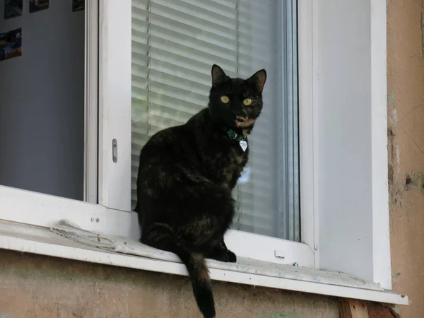 Gato Con Corazón Brillante Cuello Sienta Alféizar Ventana Situado Primer — Foto de Stock