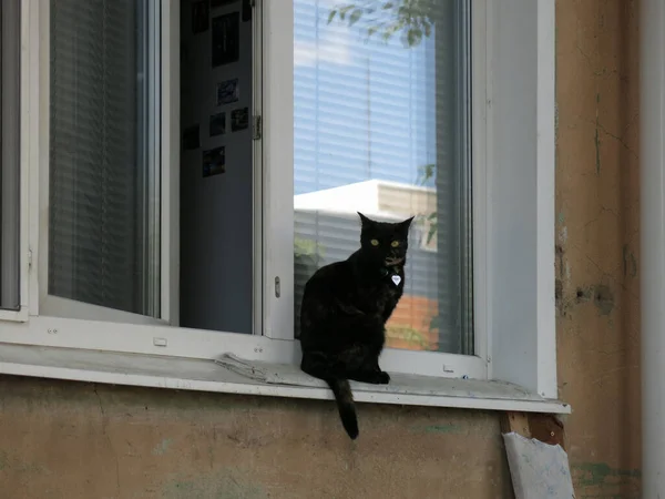 Cat Shiny Heart Its Neck Sits Window Sill Located First — Stock Photo, Image