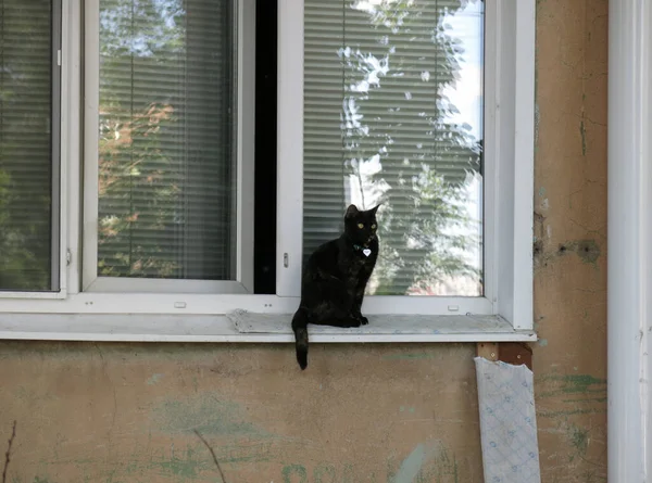 Boynunda parlak bir kalp olan bir kedi bir panelin birinci katındaki pencere pervazında oturur.