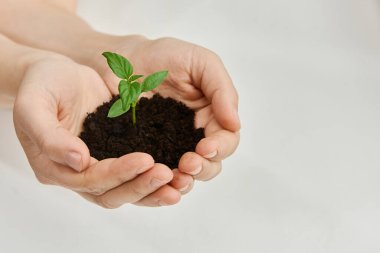 Beyaz arka plan, kapalı eller genç yeşil biber tohumlarının ekildiği zemini tutar..