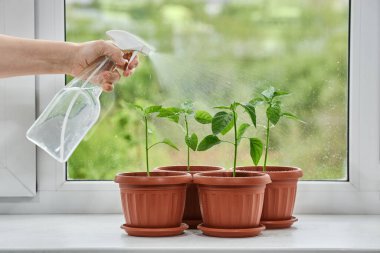 Pencerede duran taze biber tohumlarının yeşil yapraklarına sprey tabanca suyu püskürtülür..