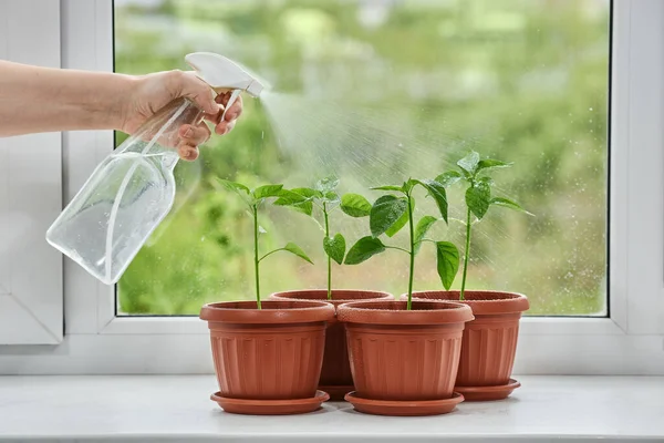 Feuilles Vertes Jeunes Plants Poivre Debout Sur Fenêtre Sont Pulvérisés — Photo