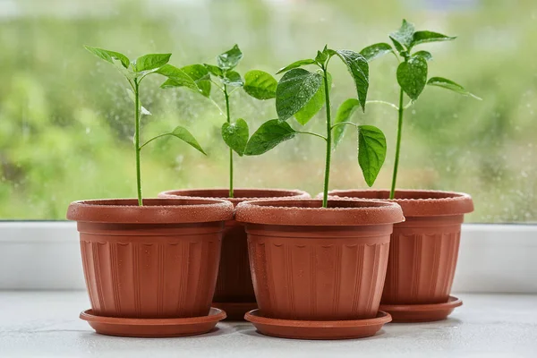 Young Green Pepper Seedlings Water Drops Leaves Brown Plastic Pots Stock Photo