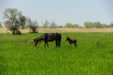 Ağaçların ve mavi gökyüzünün arka planında yeşil çimlerle otlayan küçük bir tay ve güzel siyah at..