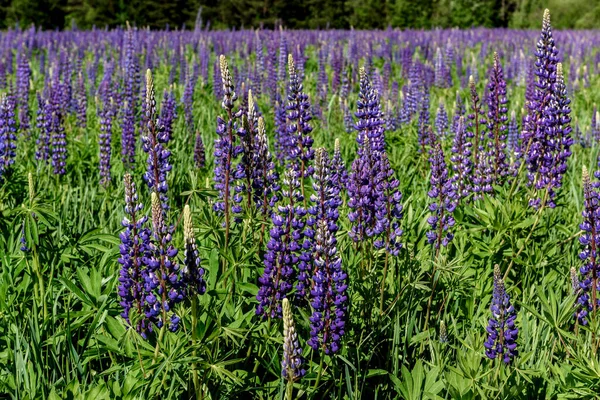 Natural Landscape Closeup Field Beautiful Blooming Purple Lupines Sunny Day Royalty Free Stock Images