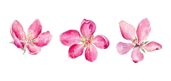 Ensemble Illustration Aquarelle Fleurs Roses Pomme Cerisier Élément Pour Conception — Photo