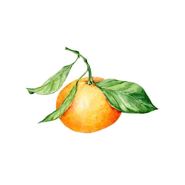 Handgezeichnete Vektor Aquarell Mandarine Auf Weißem Hintergrund Dekorative Elemente Kann — Stockvektor
