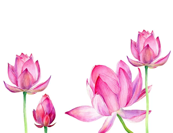 Handgezeichnete Aquarell-Illustration Drei rosa Lotus — Stockfoto