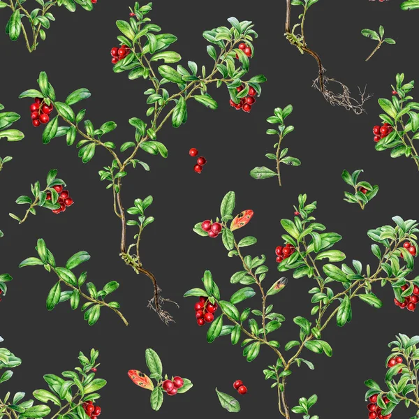 Φθινόπωρο χρόνο δάσος cowberry υδατογραφία αδιάλειπτη μοτίβο σε μαύρο φόντο. — Φωτογραφία Αρχείου