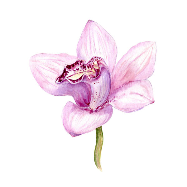 Watercolor illustration Tropical Orchid on white background