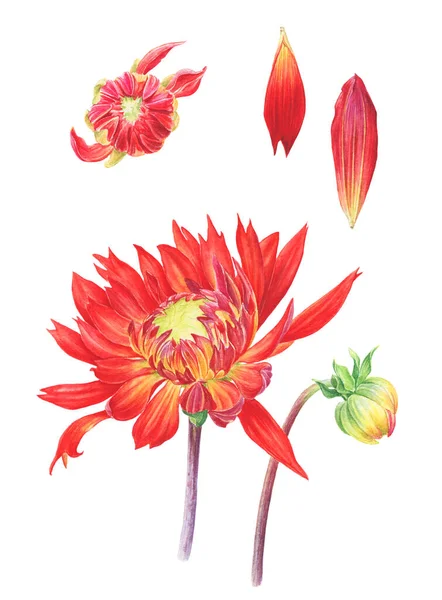 Acuarela botánica dibujada a mano de flores rojas de Dahlia sobre fondo blanco. Elemento ilustrativo decorativo . — Foto de Stock