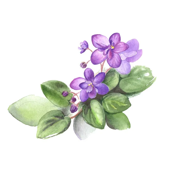 Aquarela Desenhada Mão Flores Violetas Africanas Ilustração Vetorial Para Seu — Vetor de Stock