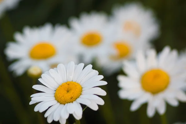Daisy flowers on a daisy field, in the foreground daisy in focus, in the background daisies out of focus. Shallow depth of field
