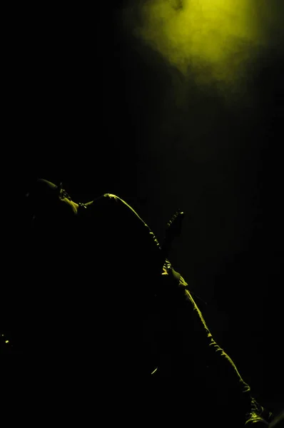 2014年3月23日 克里斯琴摇滚乐团的音频肾上腺素和Kutless在佛罗里达州的奥西奥拉表演艺术中心Kissimmee演出 — 图库照片