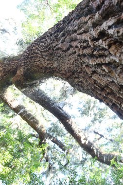 Orlando Florida 'daki Lew Garden. 