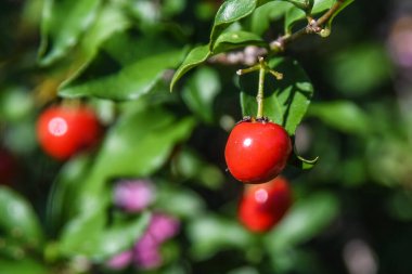 Güzel bir yaz gününde, bir gradende güzel çiçekler 