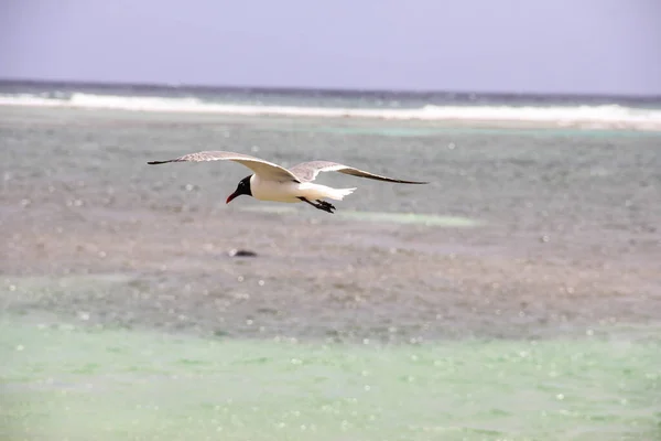 Güzel Costa Maya Meksika Mayıs 2014 — Stok fotoğraf