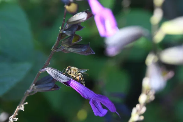 Lew Garden Orlando Floride — Photo