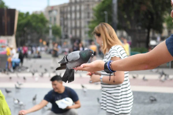 İnsanların güvercinleri beslediği ana meydanı görün