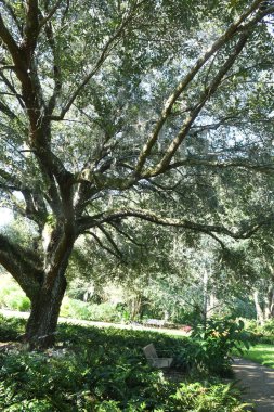 Orlando Florida 'daki Lew Garden. 