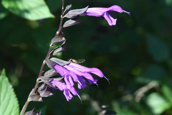 Lew Garden Στο Ορλάντο Φλόριντα — Φωτογραφία Αρχείου