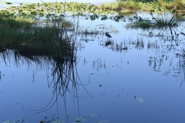 Orlando Florida 'daki Lew Garden. 