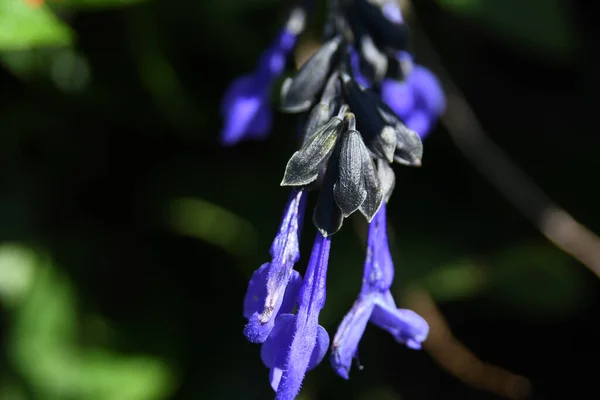 Lew Garden Orlandu Florida — Stock fotografie