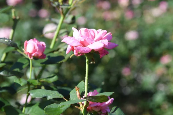 Lew Garden Orlandu Florida — Stock fotografie